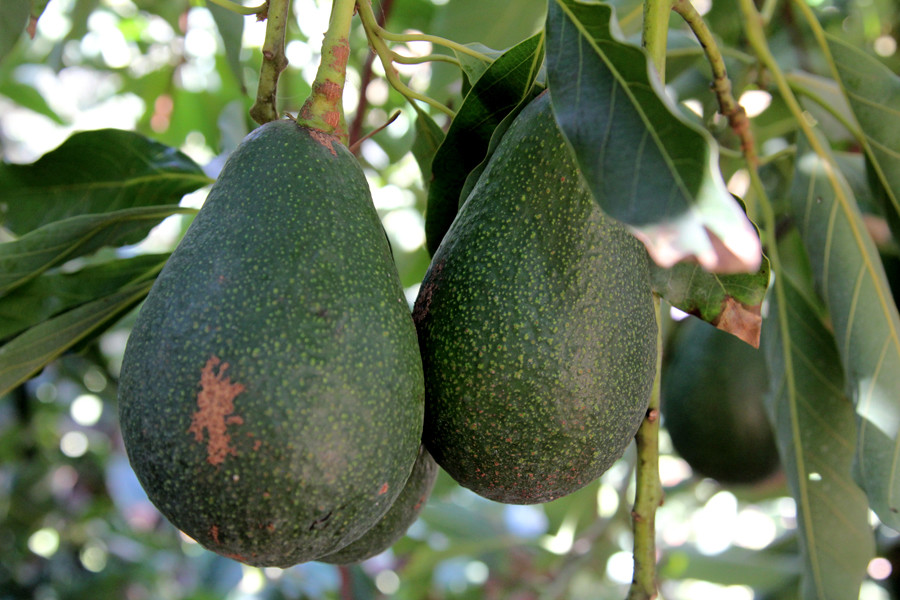Avocado Dwarf (Little Cado) Grafted Plants