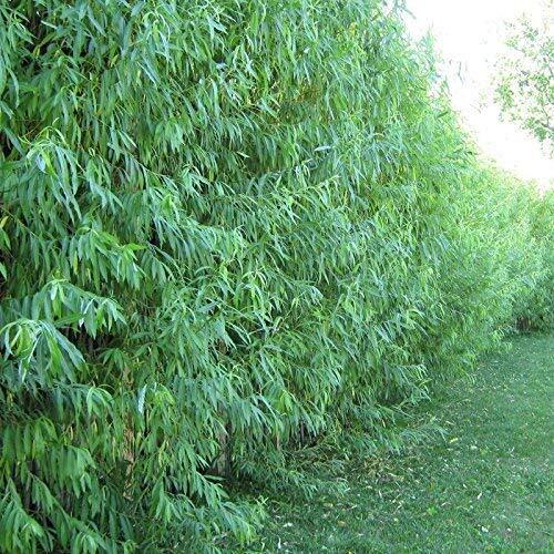 10 Austree Hybrid Willow Trees, Fastest Growing Shade or Privacy Tree – Austree