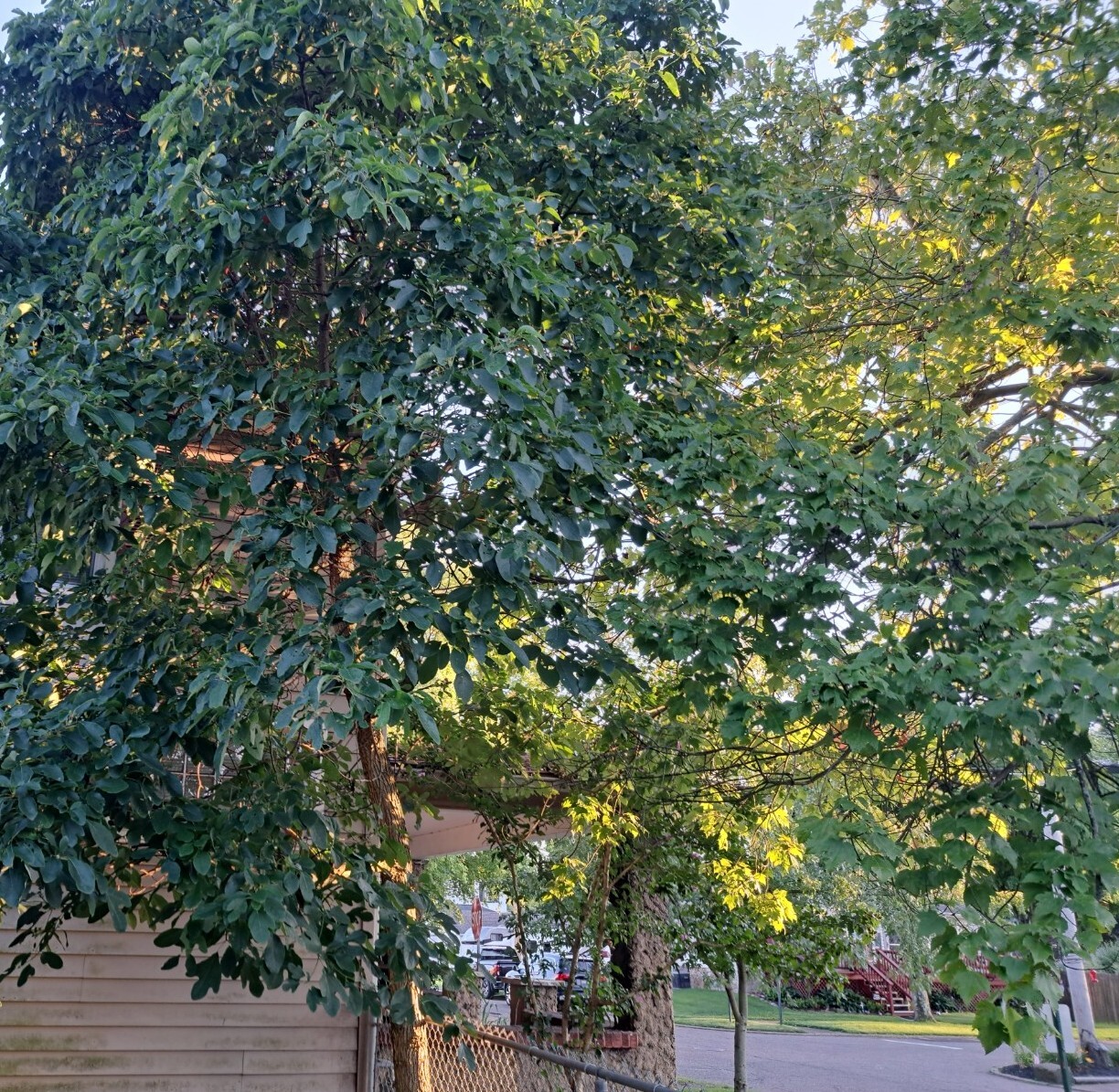 Sassafras Tree Seeds