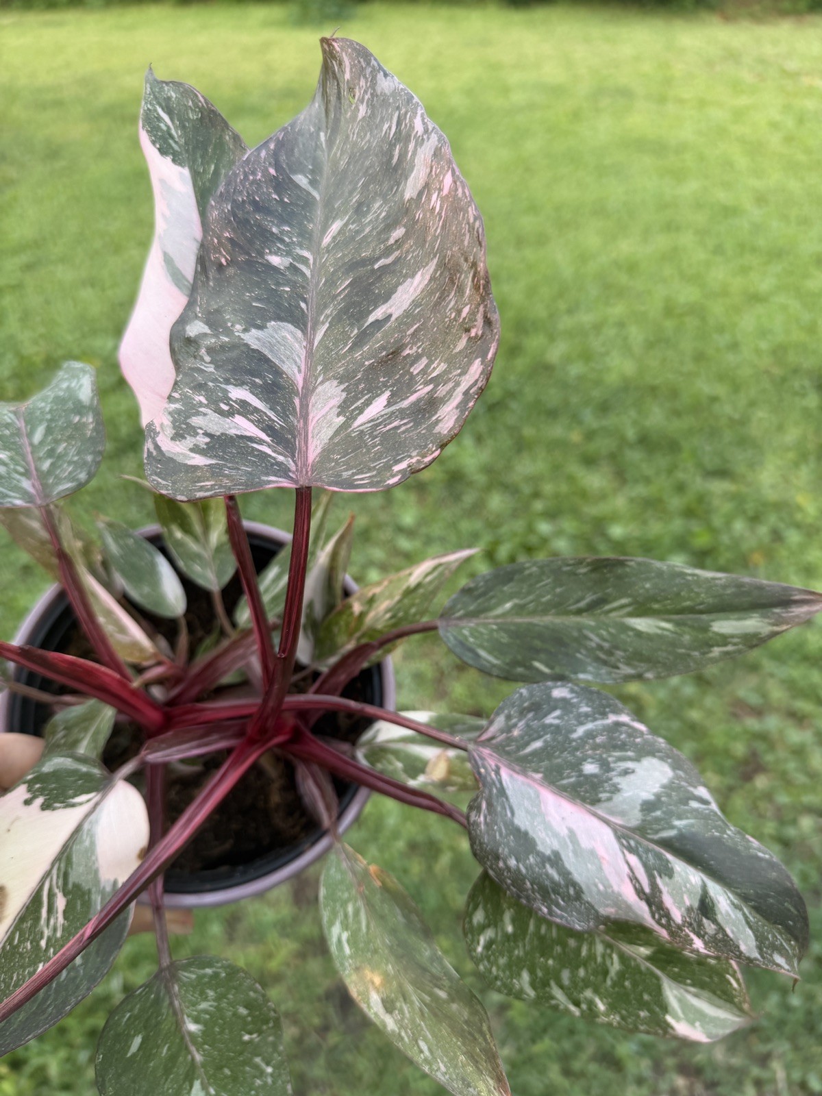 Philodendron Pink Princess