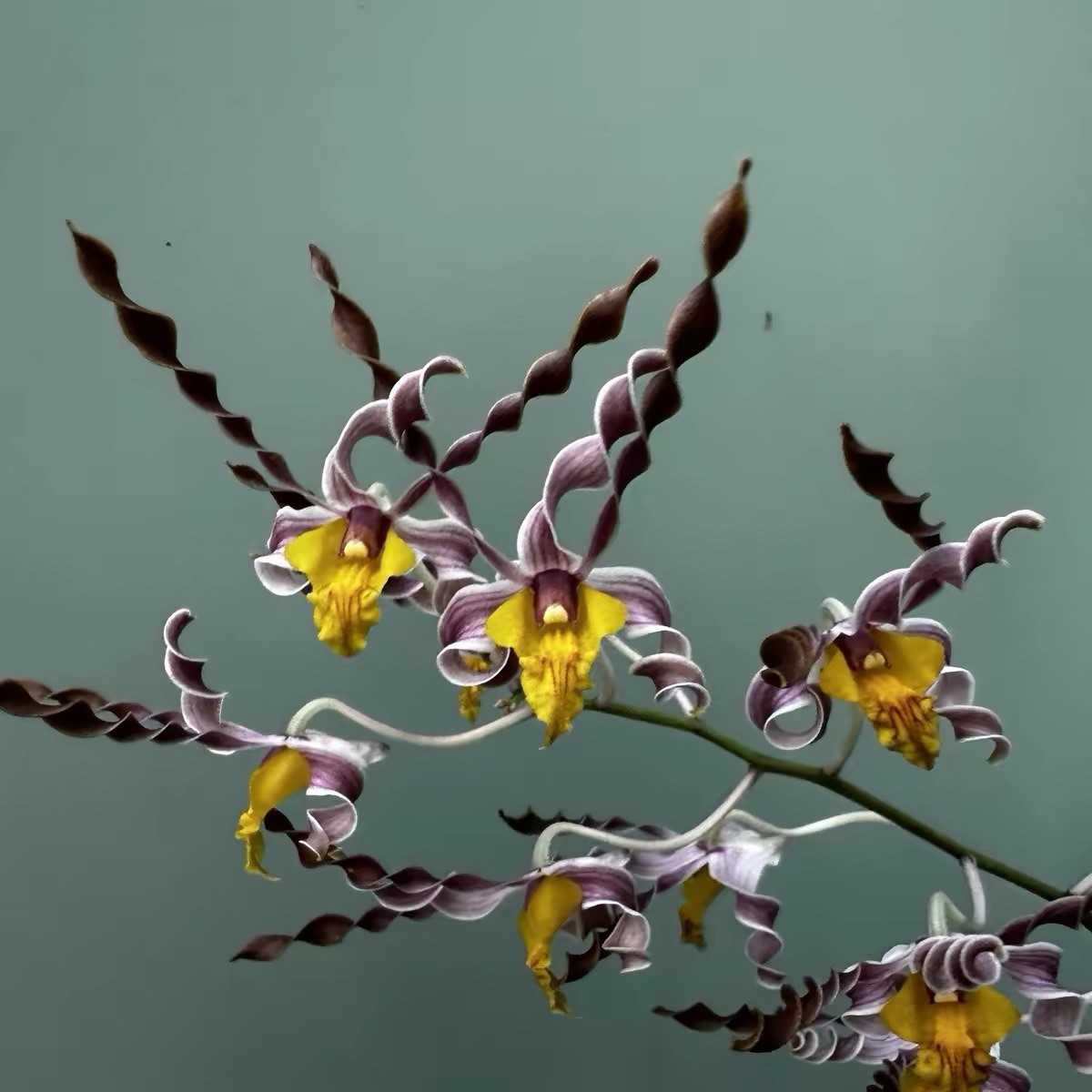 Dendrobium Burana Twist ‘Chameleon’ Antelope Orchid Blooming Size Rare Orchid