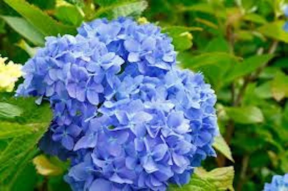 1 Nikko Blue Hydrangea Bush 1 yr old Tall Bare Root Hydrangea macrophylla