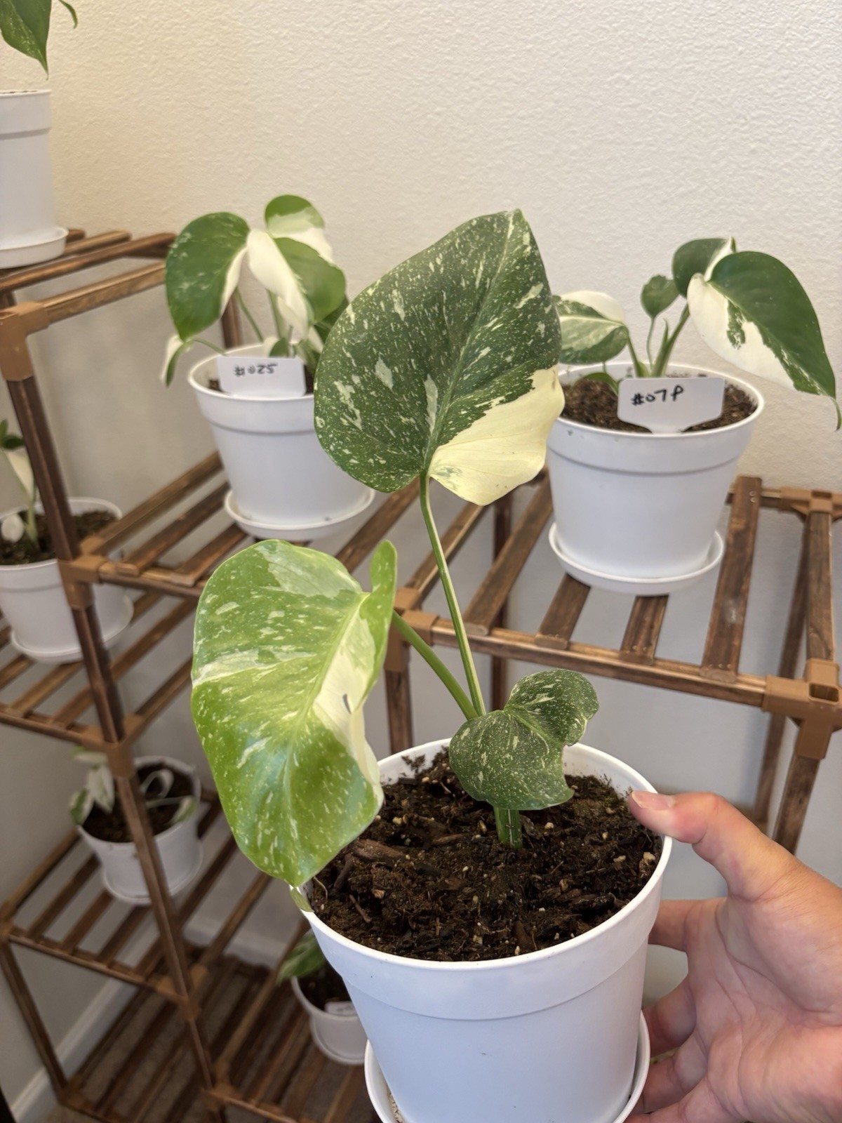 Monstera Thai Constellation 6″ Pot Variegated Rare Exact Plant #060