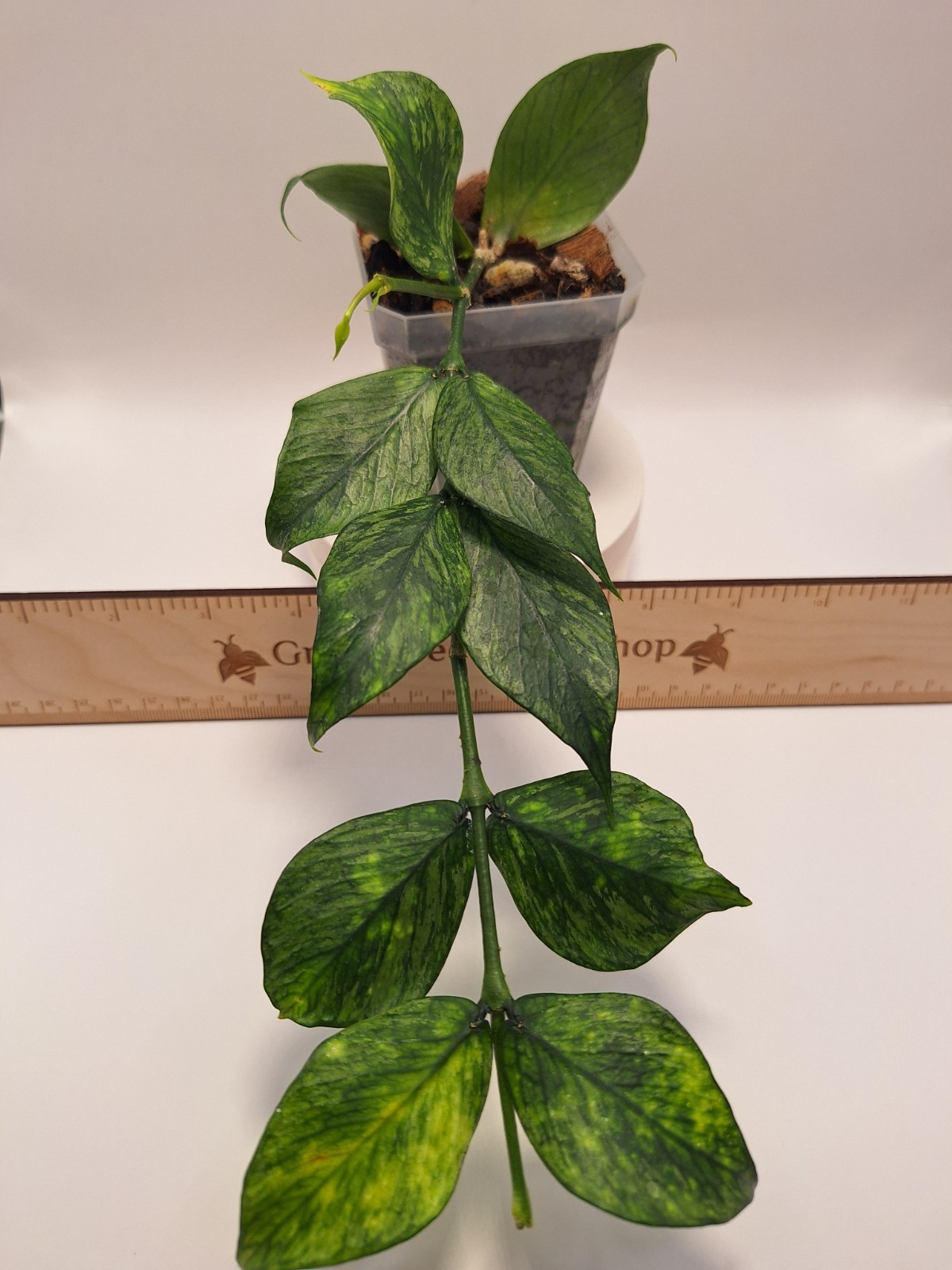 Hoya Polyneura Broget – Actively Growing – Green on Green Variegation – #4