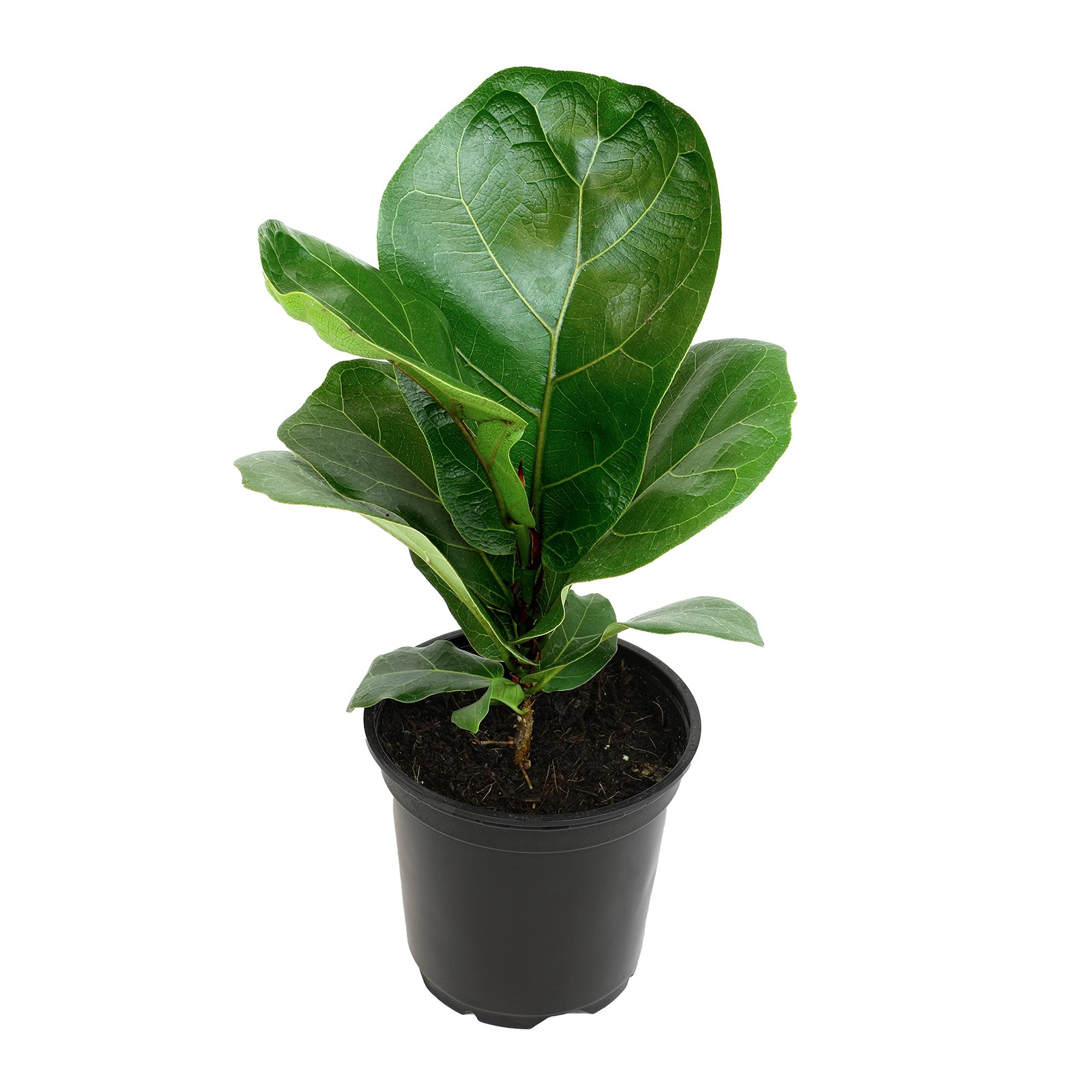 Ficus Lyrata Fiddle Leaf Fig Plant, House Plants Indoors Live Ficus Tree Live…