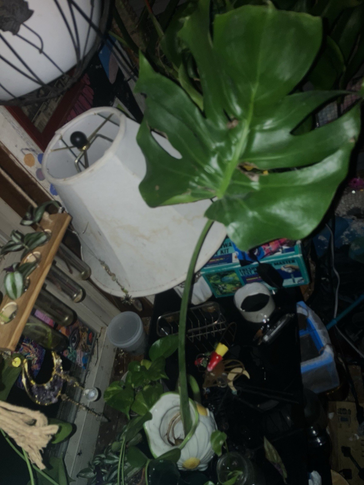 large monstera deliciosa cutting