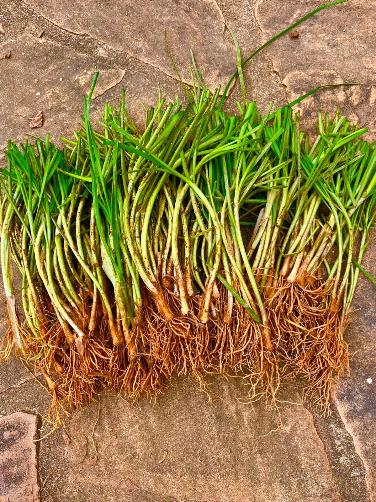 60 live Garlic Chive Leek Plant Bare Root 韭菜根 Use Organic Fertilizer Healthy Veg
