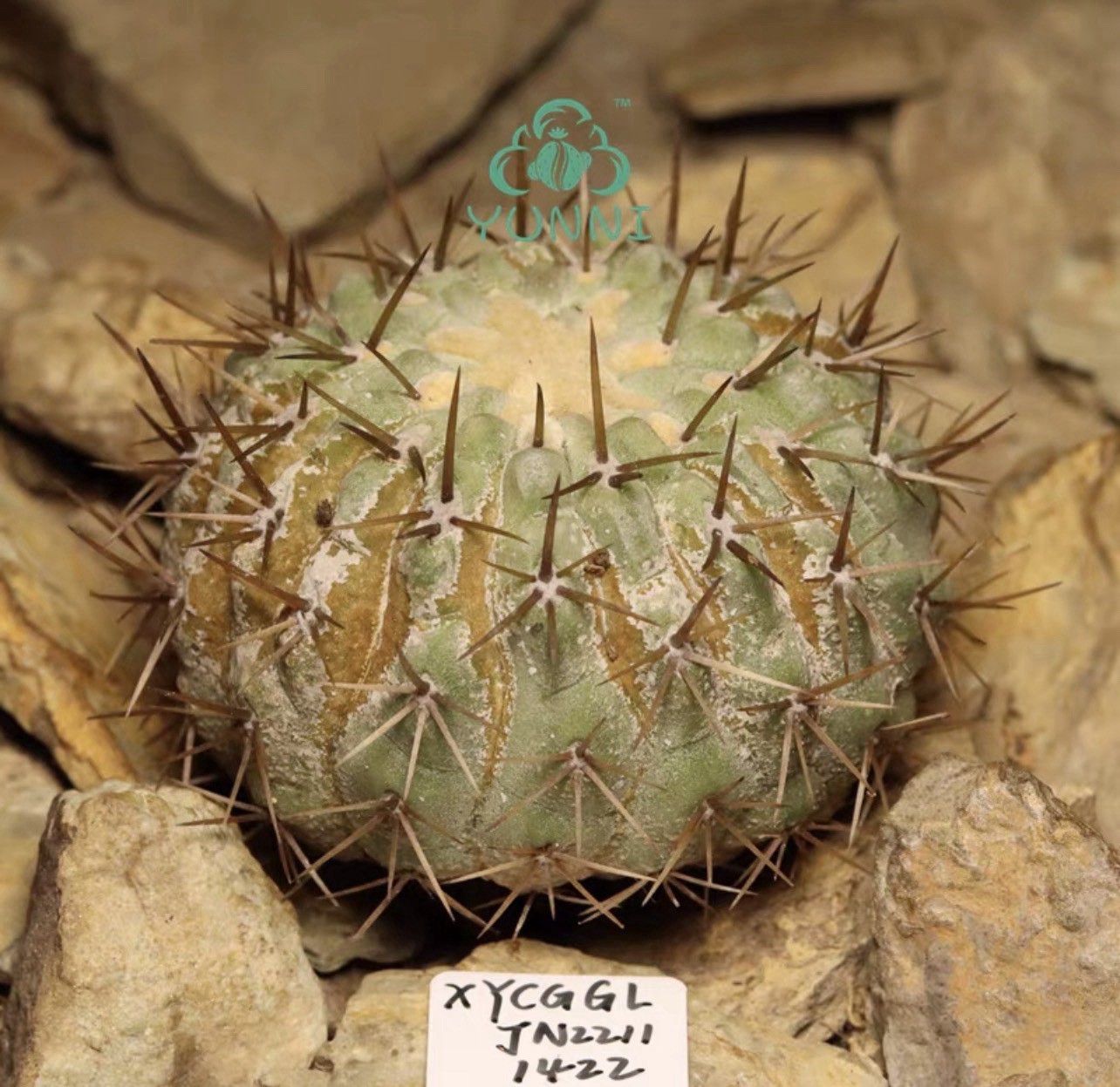6.2cm Copiapoa columna-alba WYSIWYG Self Rooted