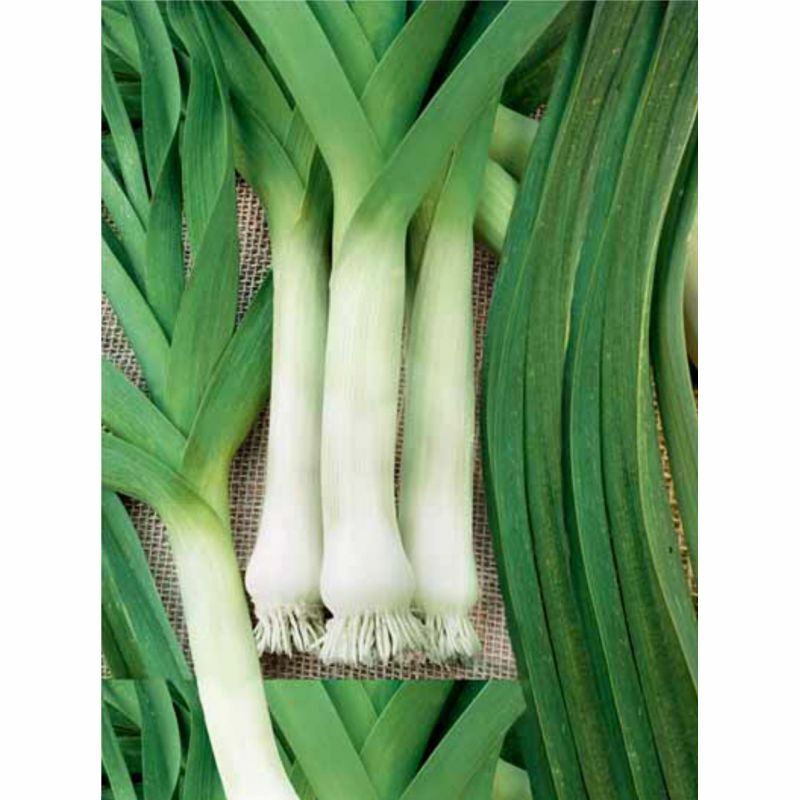 Seeds Leek Giant Winter Vegetable NON GMO Organic Original Package