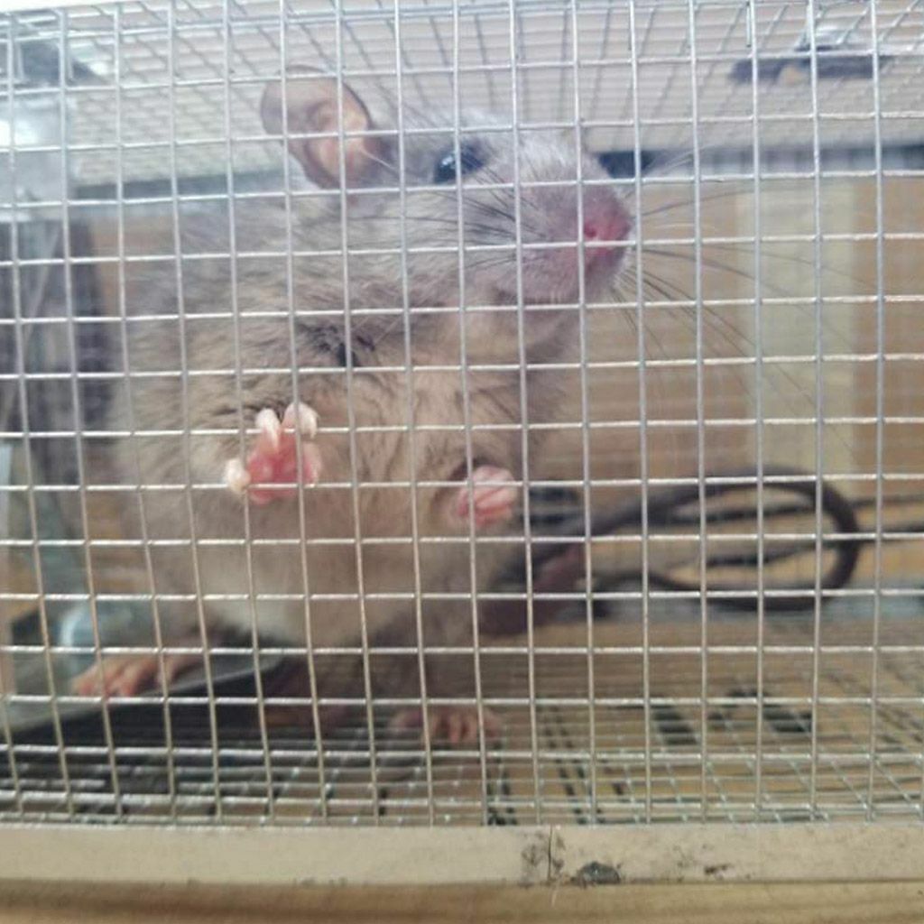 1-3x Live Humane Cage Trap For Squirrel Chipmunk Rat Mice Rodent Animal Catcher