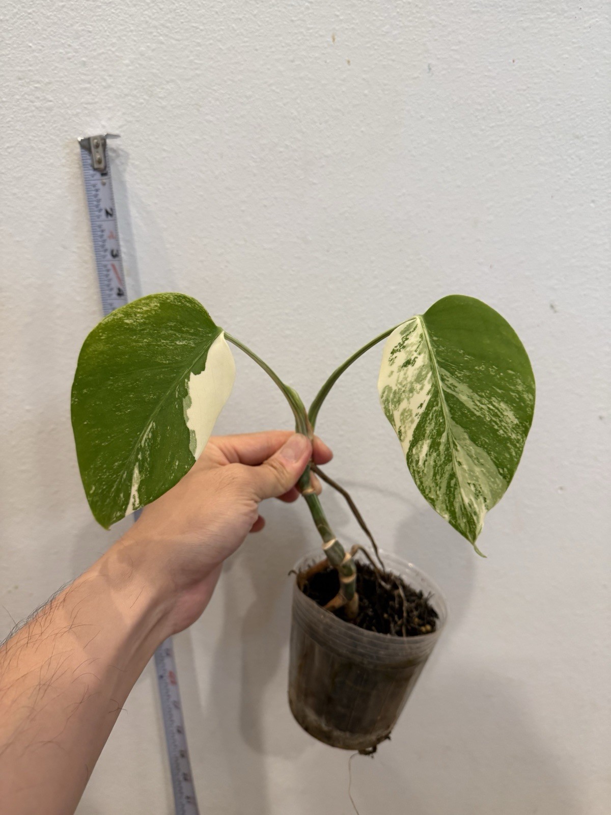 Rooted Variegated Monstera Albo Borsigiana Plant – Black Friday Sale