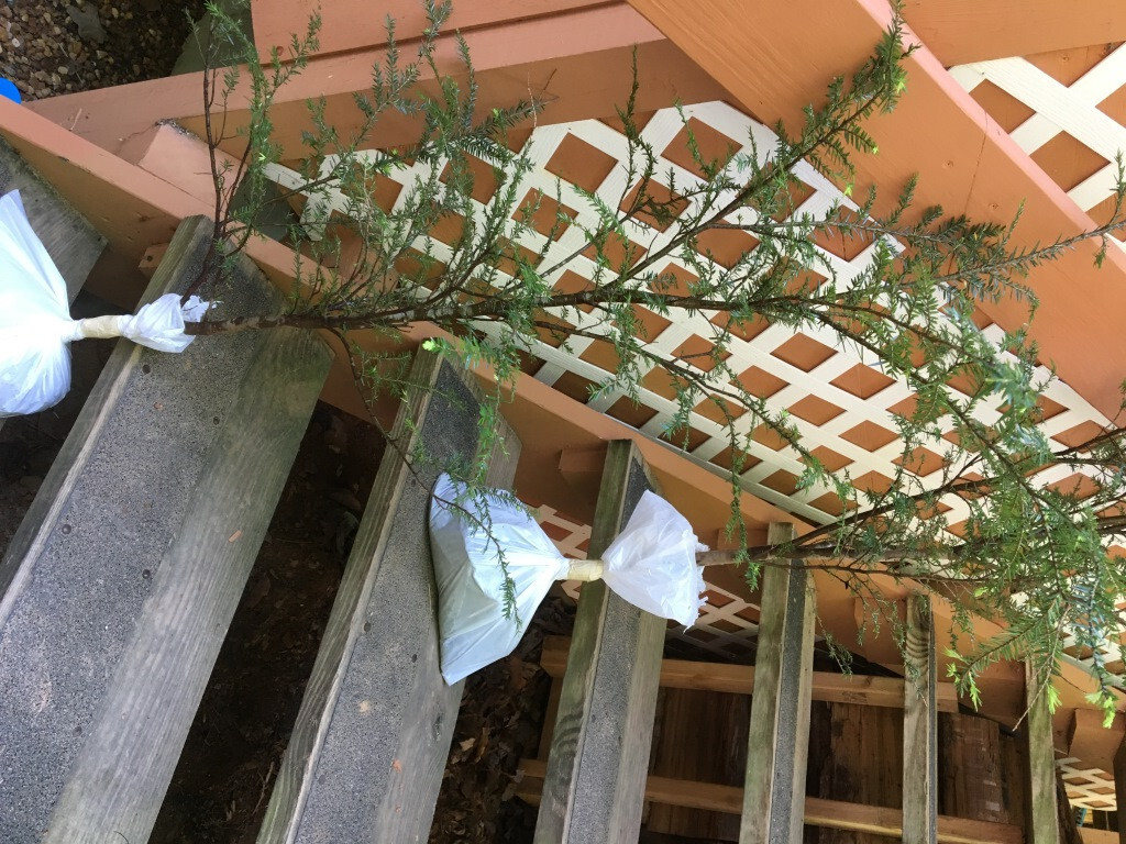 GEORGIA APPALACHIAN MOUNTAIN EASTERN HEMLOCK 2 FT FRESH STARTER TREE Qty-10