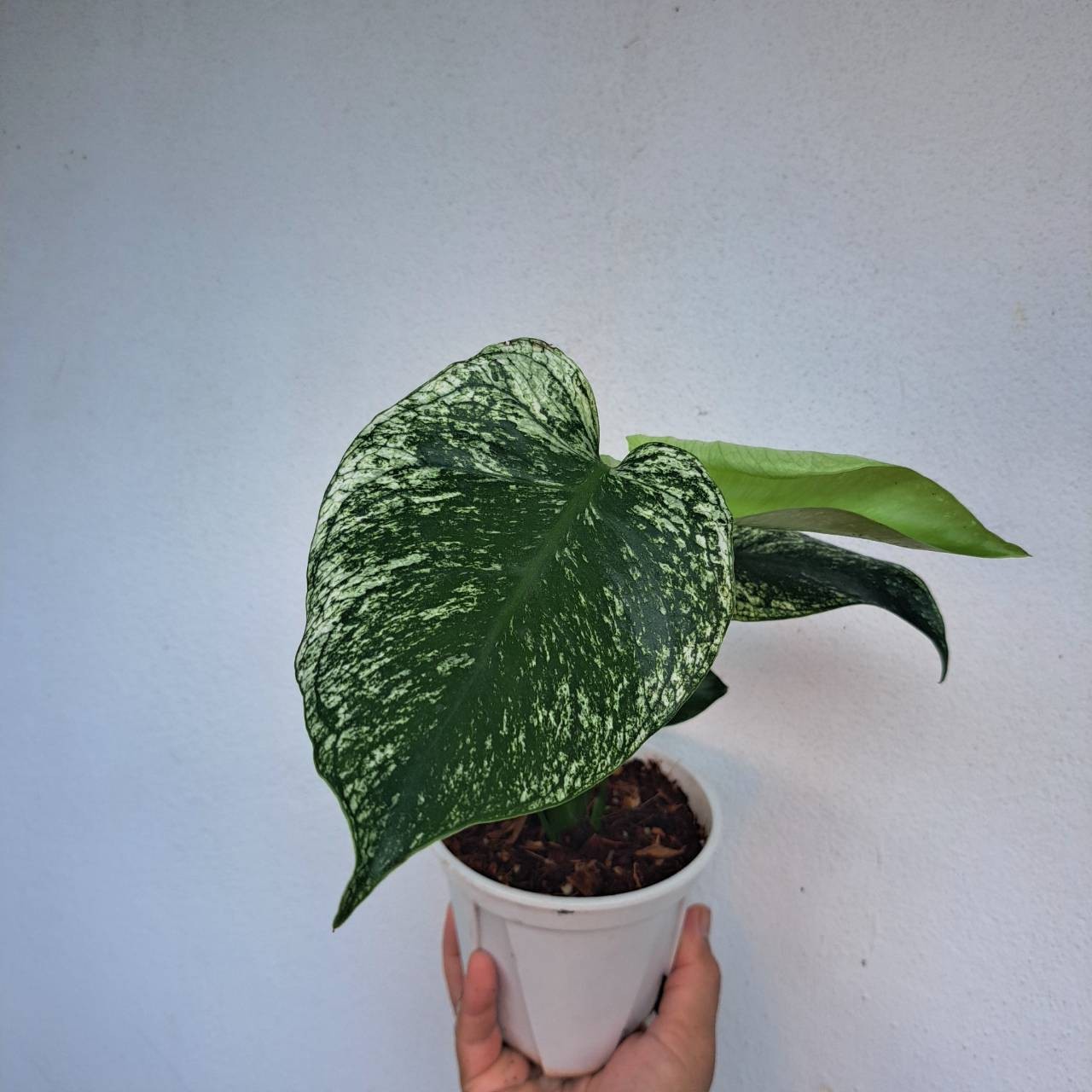 Rare Monstera Devil Monster Variegated Plant House Green White