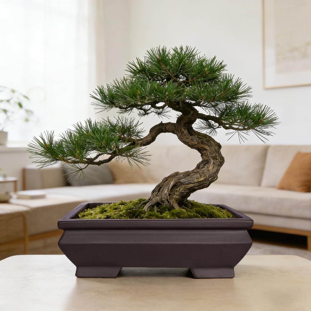 Rectangular Unglazed Ceramic Bonsai Pot with Drainage Tray for Succulents