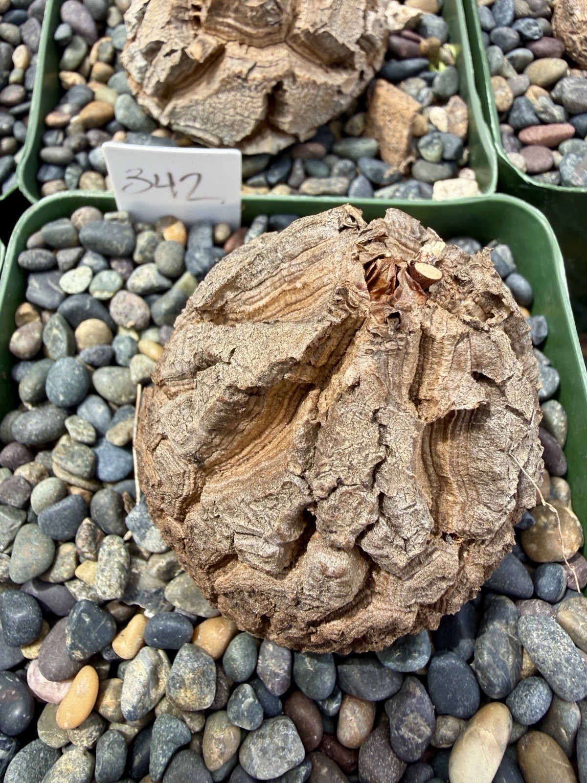 Dioscorea elephantipes-Fresh Seedlings! Gorgeous Caudiciform, Choose Your Fav!