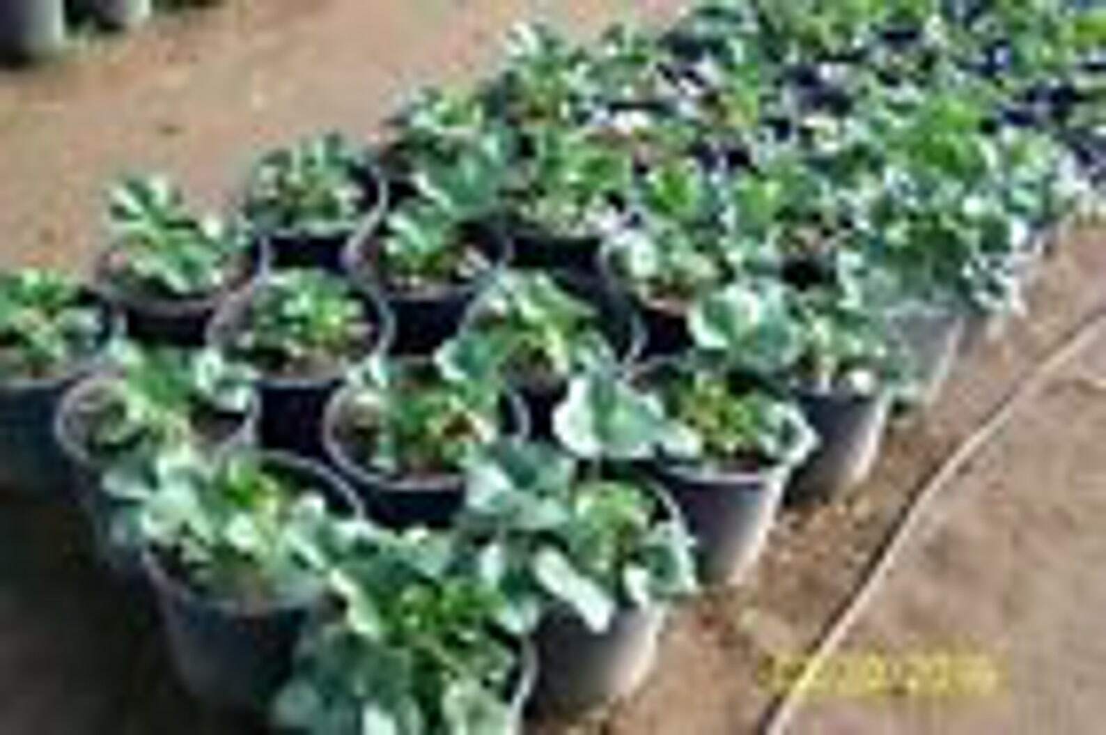 10 Strawberry plants Camarosa – We Use Organic Soil And Organic Amendments !