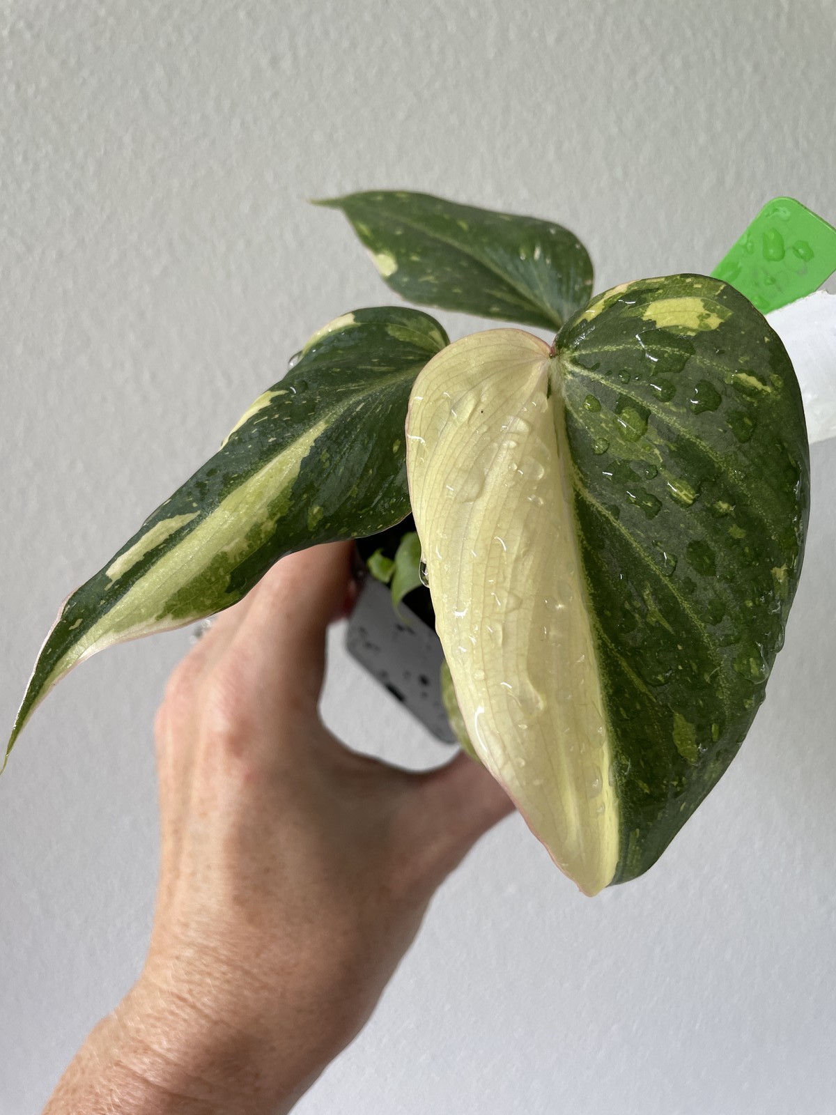 Philodendron Gloriosum variegated, Exact Plant Ships Nationwide