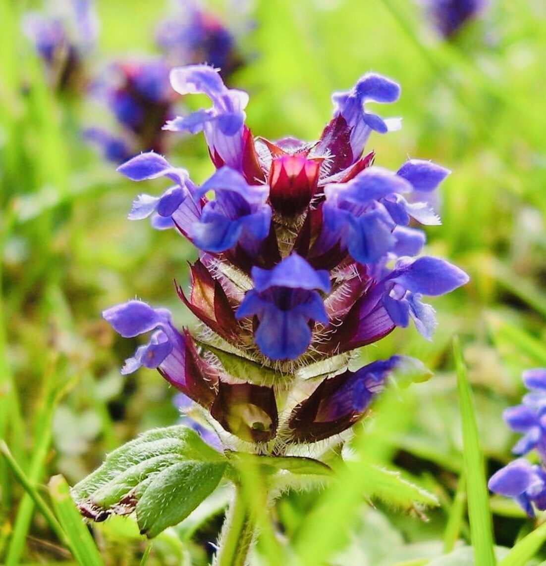 1000 Allheal Seeds – Prunella vulgaris – Medicinal Herb Seeds – Heal All
