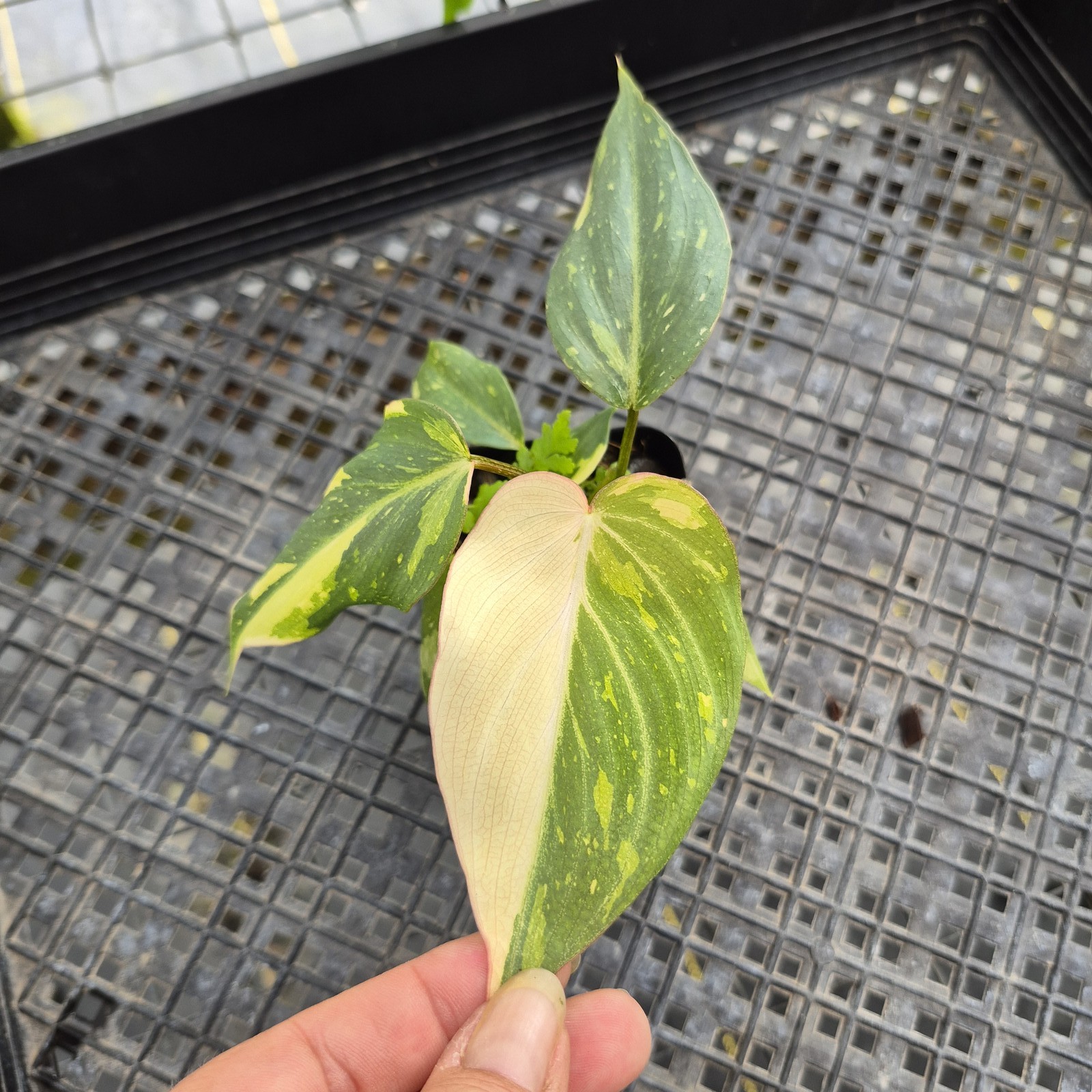 Philodendron Gloriosum variegated, Exact Plant Ships Nationwide
