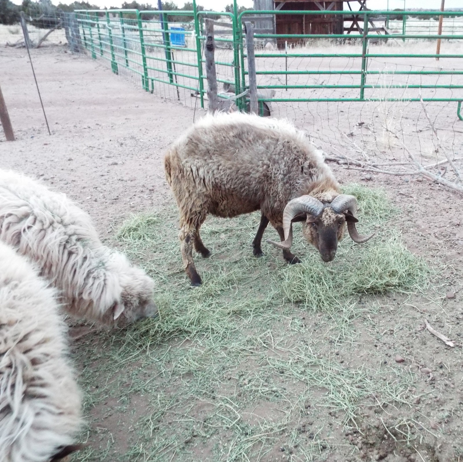 Dried Sheep Manure – THREE (3) Pounds – Fine Ground Ready for Use