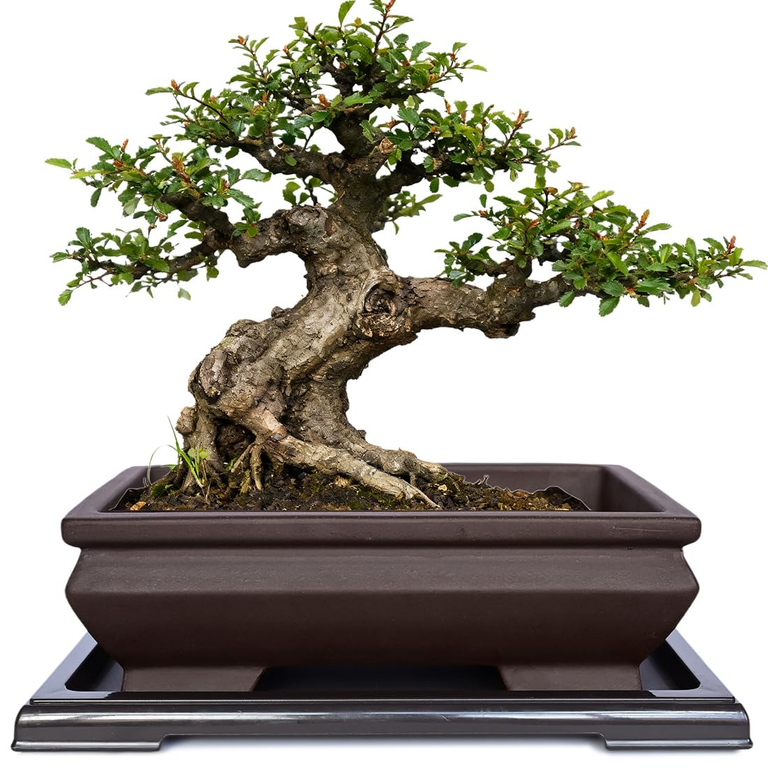 Rectangular Unglazed Ceramic Bonsai Pot with Drainage Tray for Succulents