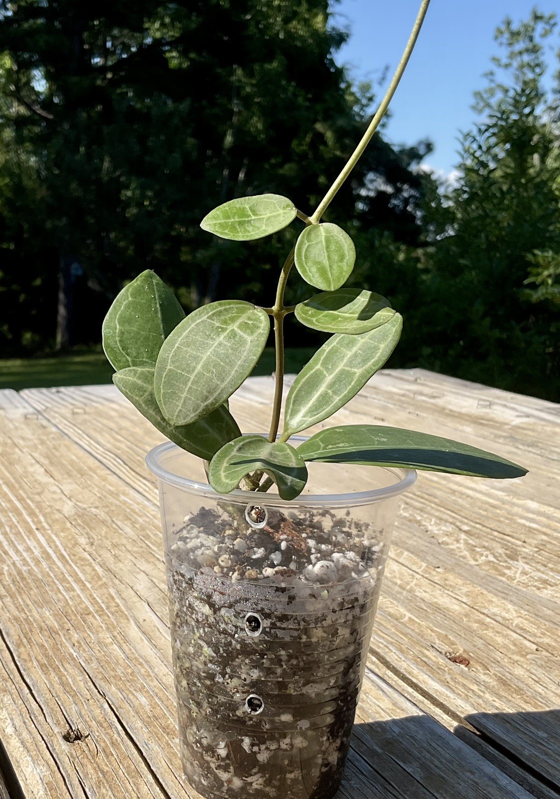 Hoya Elliptica Plant In 3” Pot