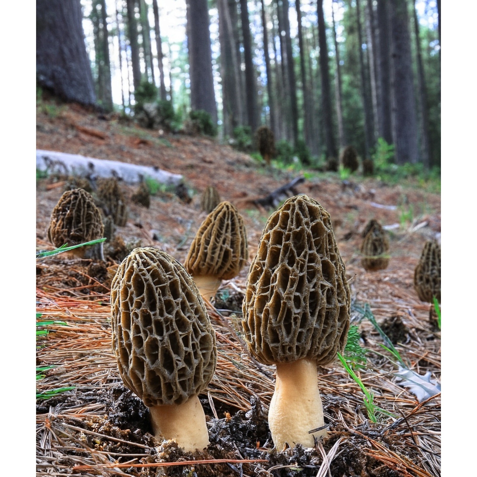 1oz – 16oz Dried Wild Morel Mushrooms, Large 大号羊肚菌 Wild Morchellas USA Seller