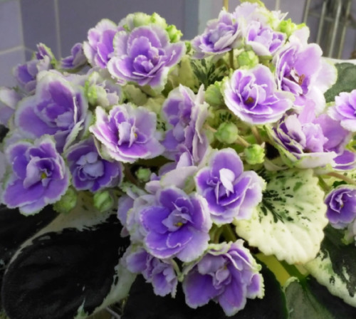2 African Violet Leaves ~ * BUCKEYE SEDUCTRESS * ~