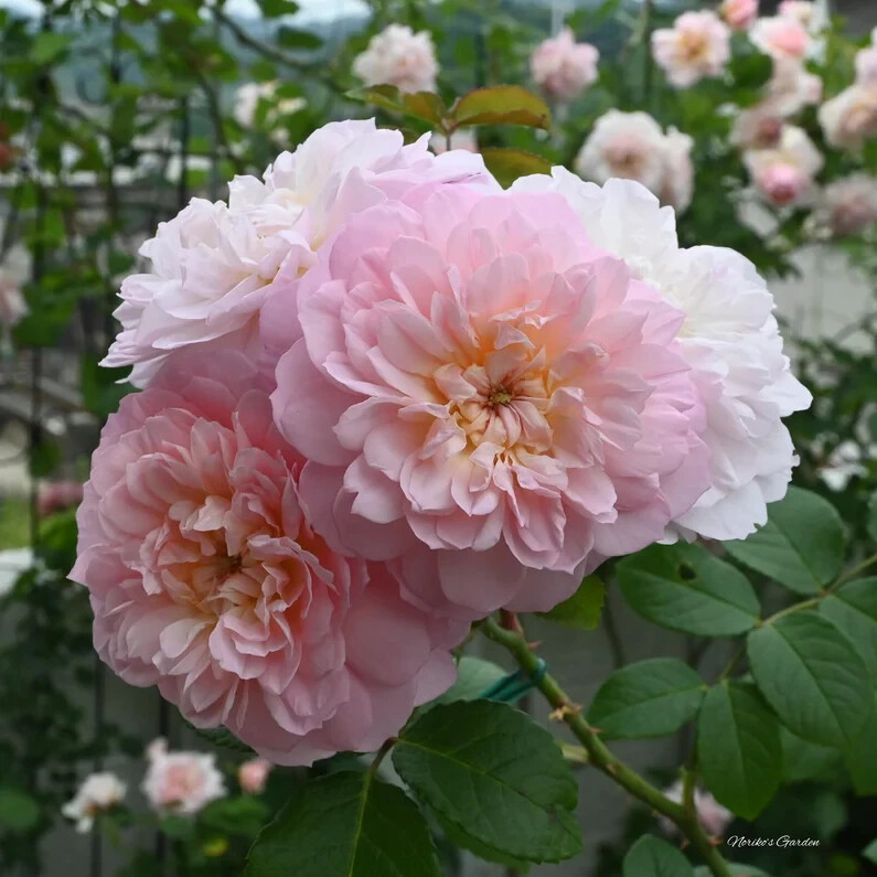 (Ausmajesty) One-Year English Shrub Rose ELIZABATH ROOTED Live Plants 14” Tall