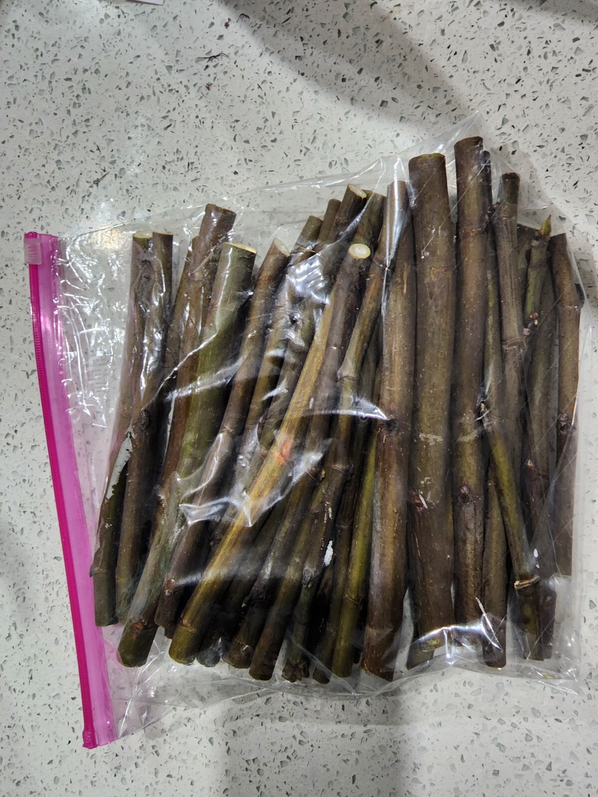 Smith Fig – 5 Cuttings – PLUS WILLOW WATER FOR ROOTING!! – Free Shipping