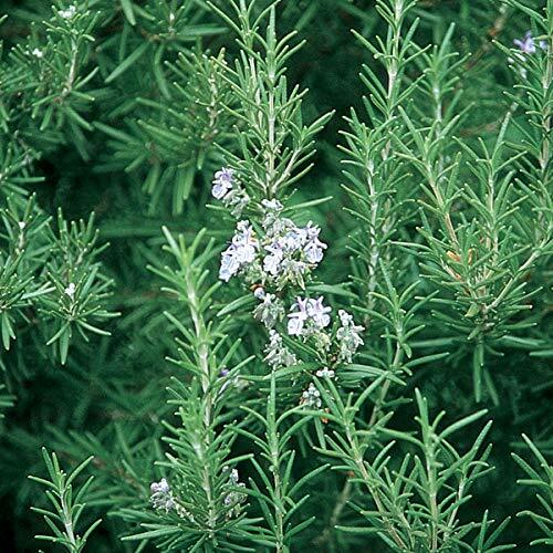 1- 6″ Rosemary Herb Plant -Our Plants Use Organic Soil And Organic Amendments !