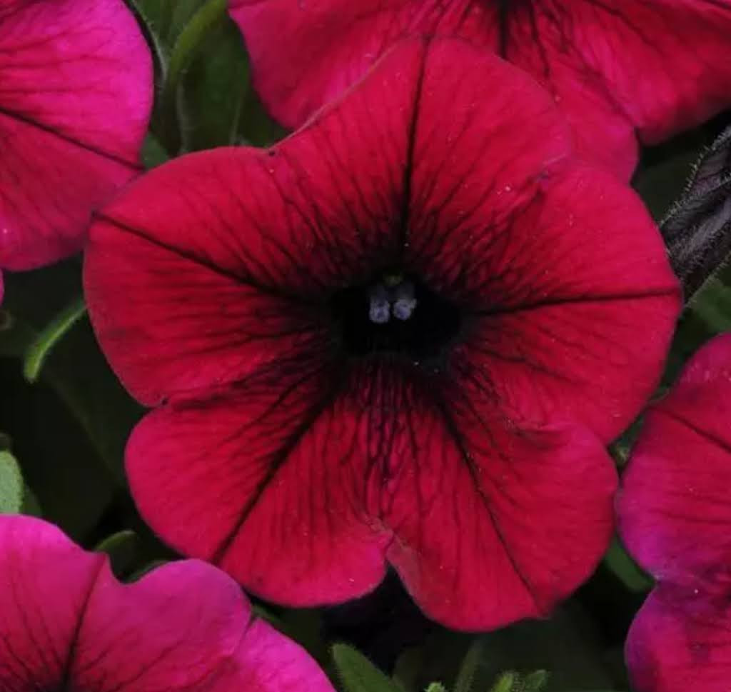 Petunia Shock Wave Deep Purple Live Starter Plants/Plugs, 10 “baby” Plants