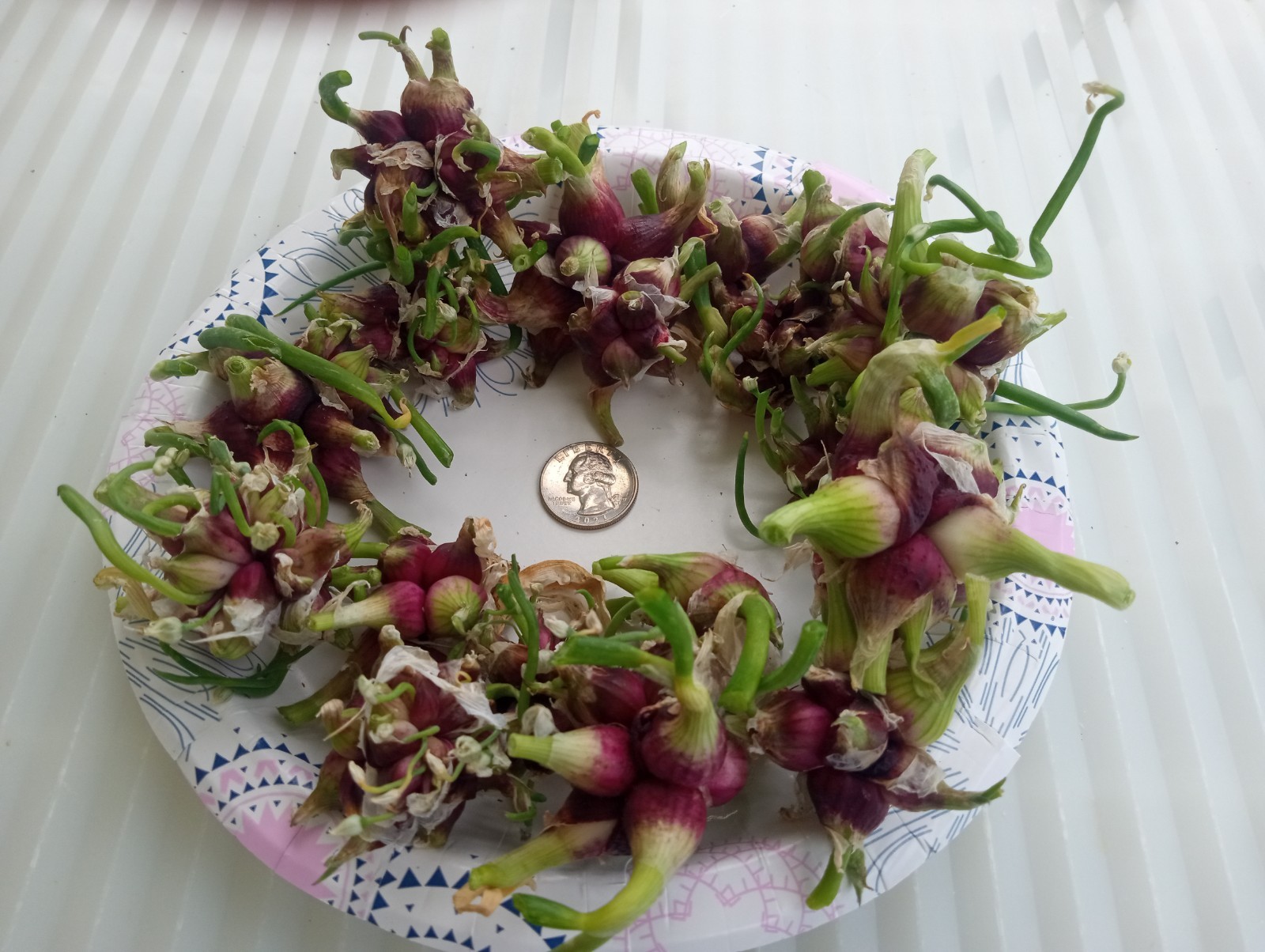 8 OUNCES OF EGYPTIAN WALKING ONION TOPSETS MULTIPLIER ONIONS FRESH