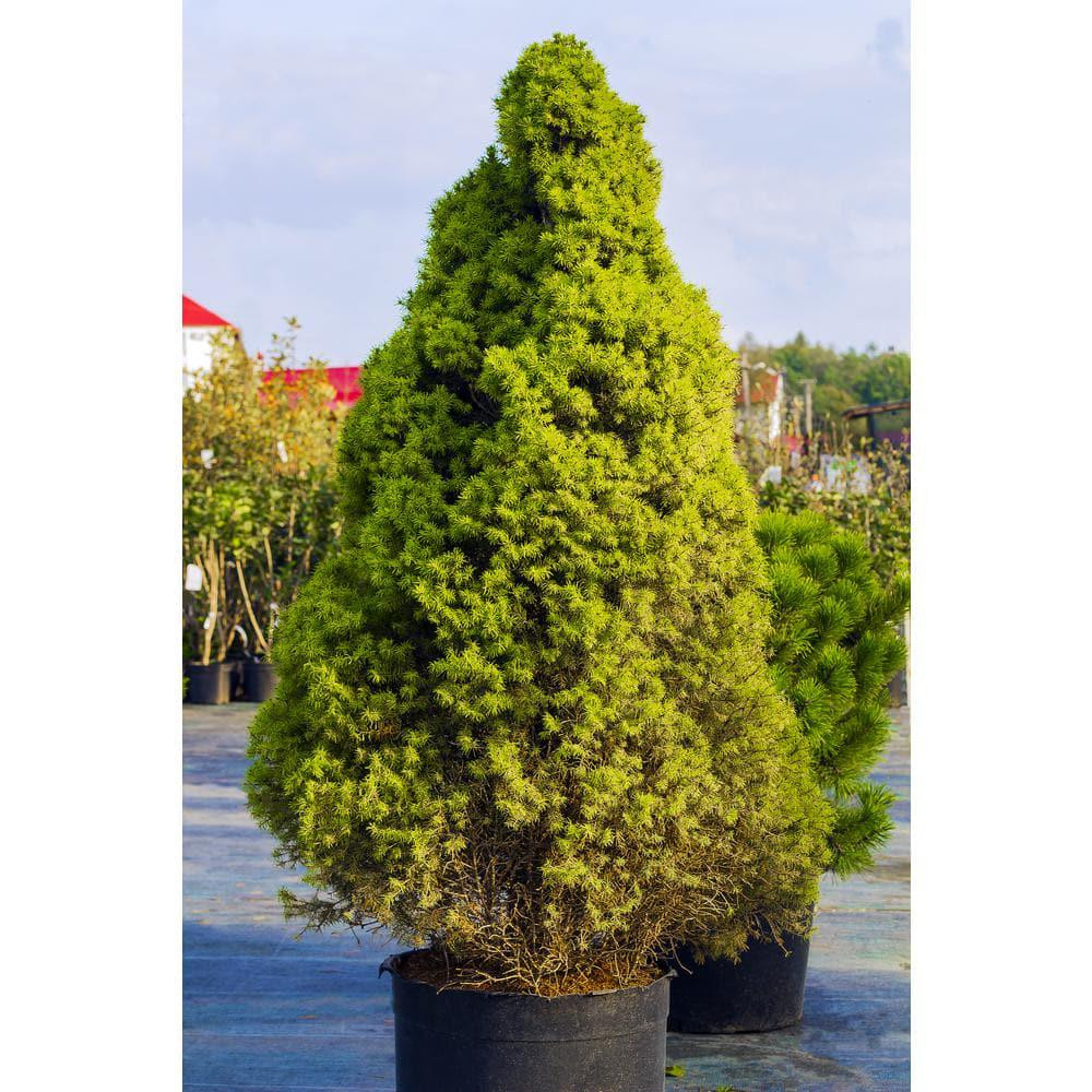 1 Gal. Dwarf Alberta Spruce Shrub Aromatic and Soft Evergreen Foliage NEW