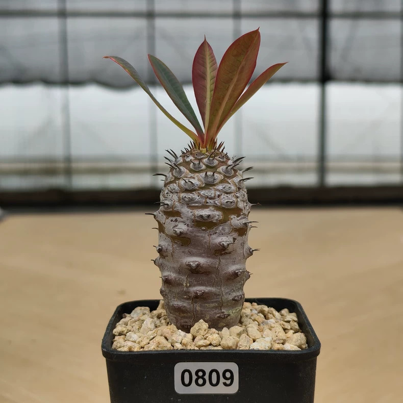 1Piece 8-10cm Seedgrowth Seedling Euphorbia pachypodioides Caudex Cactis Plant