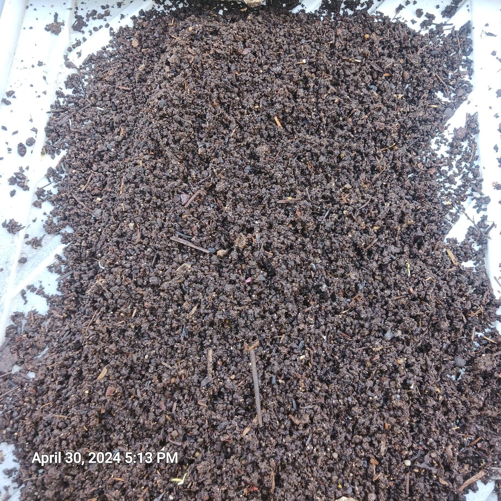 4lbsWorm Castings + Baby Red Wiggler Worms & Cacoons 100% Organic