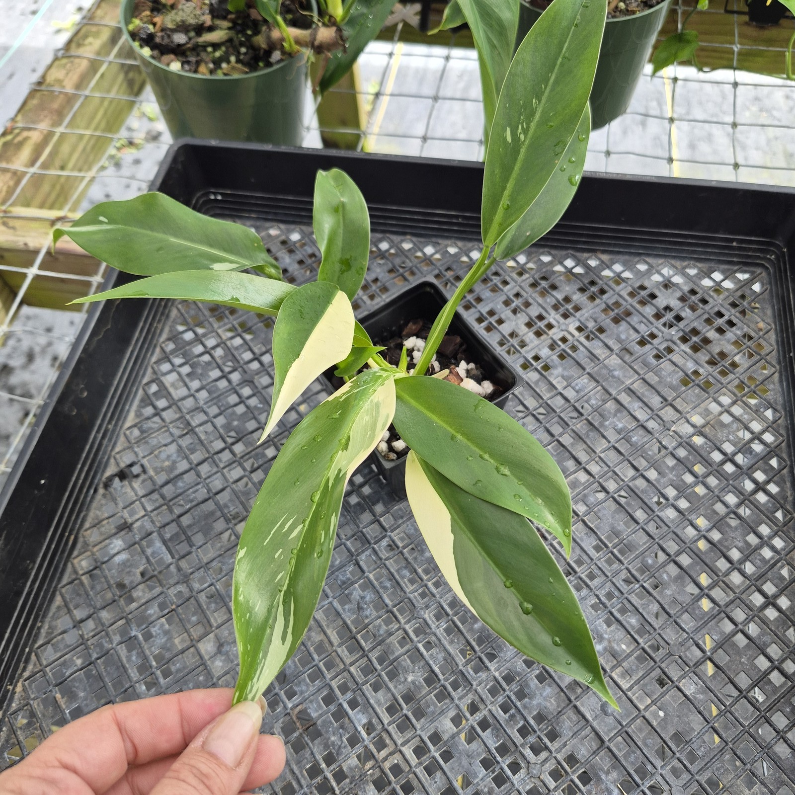 Philodendron Gloriosum variegated, Exact Plant Ships Nationwide