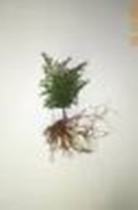 YELLOW MOUNTAIN EASTERN HEMLOCK TREE 2 FOOT FRESH STARTER TREE 24 INCHES