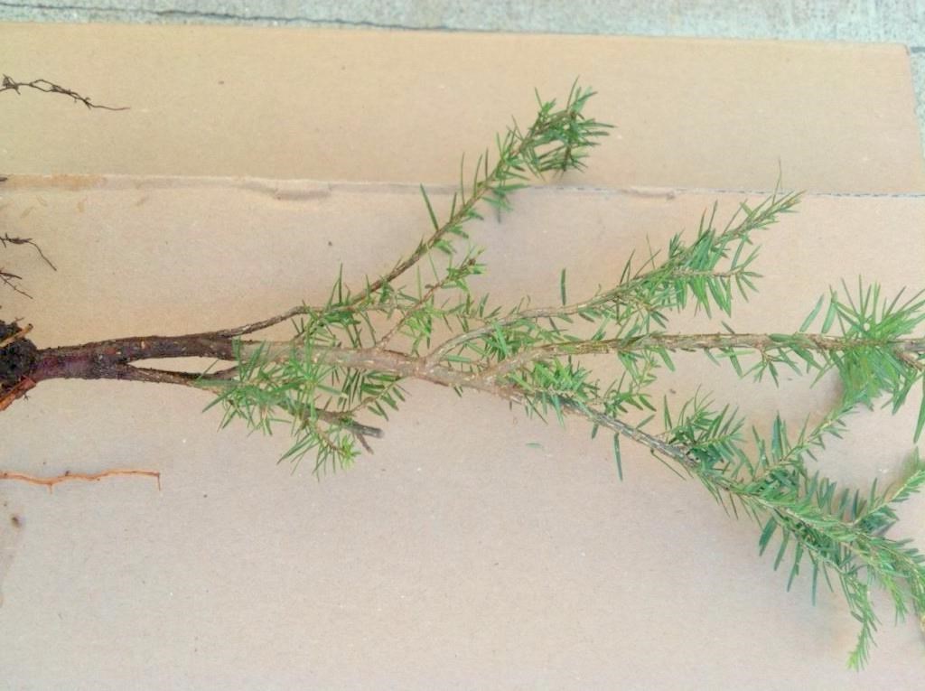 YELLOW MOUNTAIN EASTERN HEMLOCK TREE 2 FOOT FRESH STARTER TREE 24 INCHES