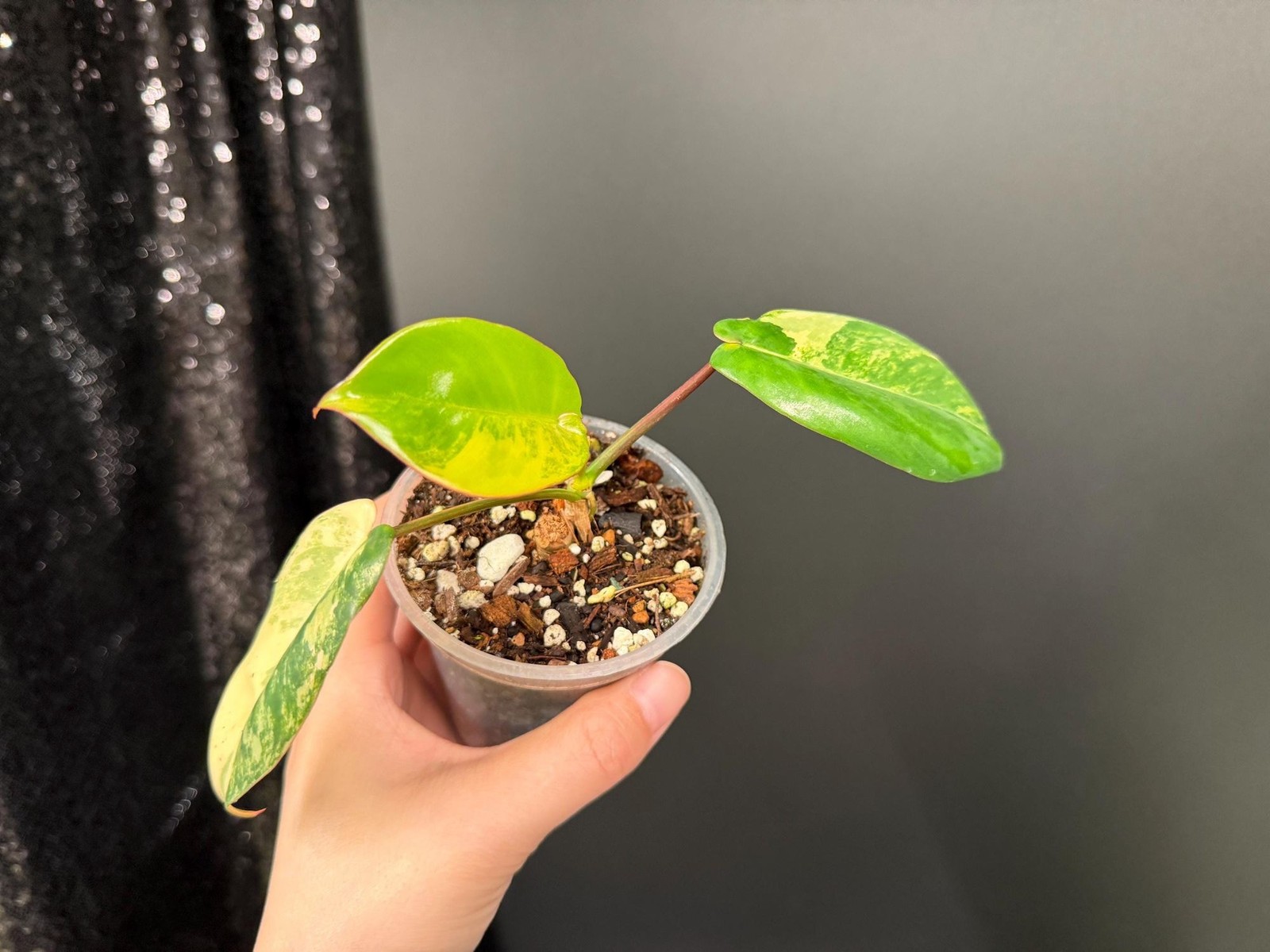 Philodendron Florida Beauty x Paraiso Verde Variegated, US Seller