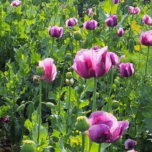 20,000+ Turkish Imported Poppy Seeds For Fall Spring Planting Papavar Somniferum