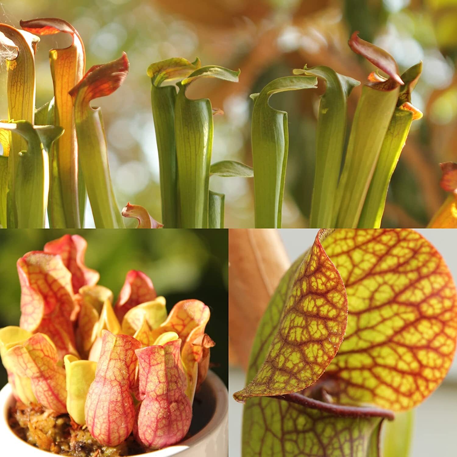 LIVE Carnivorous Starter Pack – Sundew, Sarracenia, Flytrap Small Plants