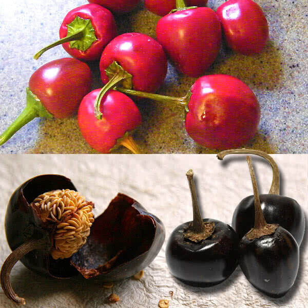 Cascabel Chili Pepper Seeds (15) / MEXICAN CUISINE / ORGANIC / FLORIDA GROWN
