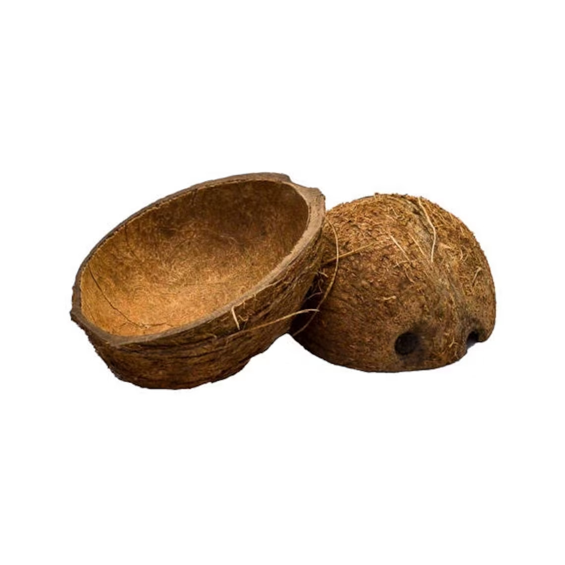 COCONUT SHELL 100% Natural Eco Friendly Halves Reptile Candle Decor USA SELLER