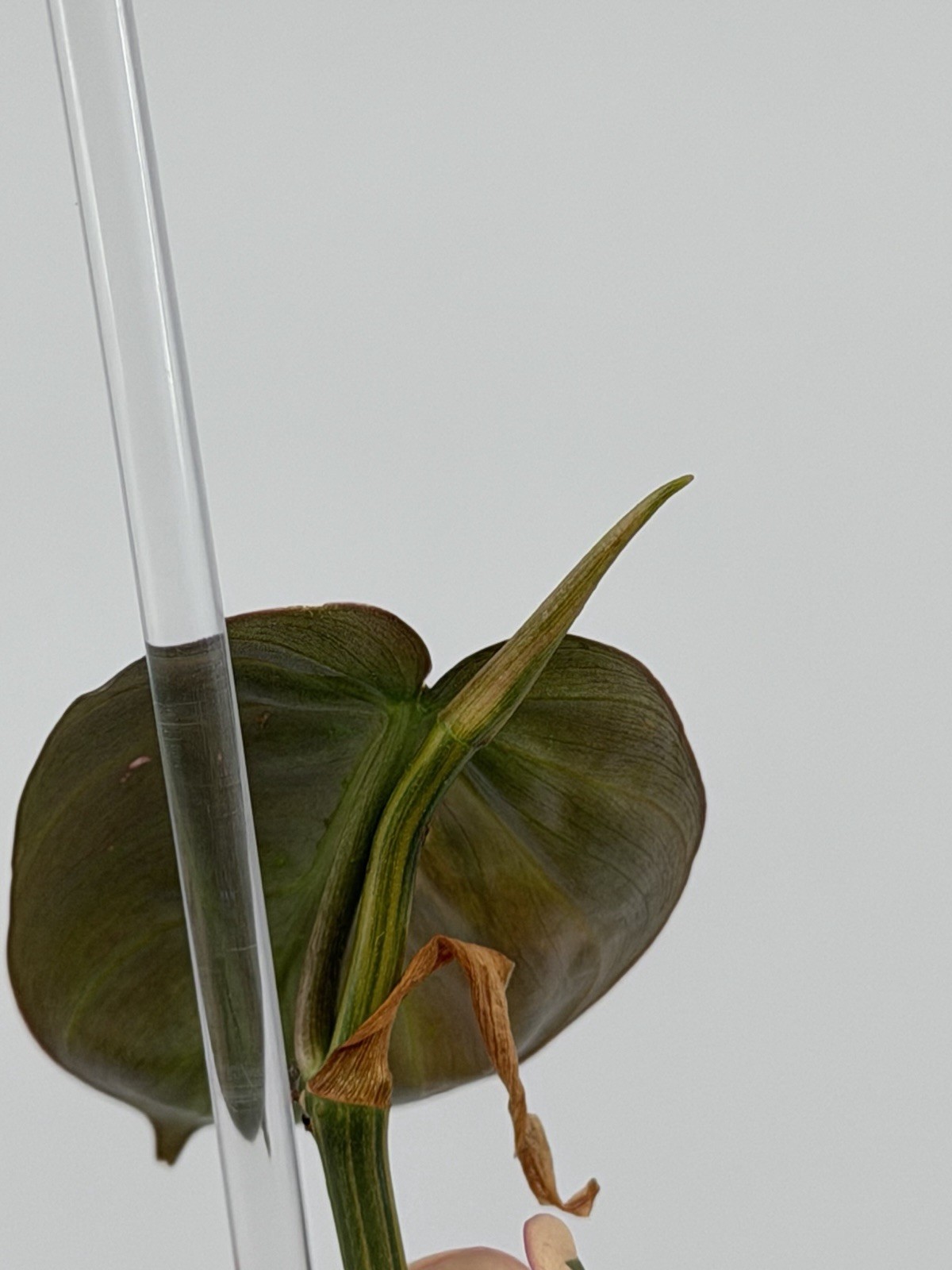 RARE Philodendron Micans Variegated | High Color Pink Variegation | Fully Rooted