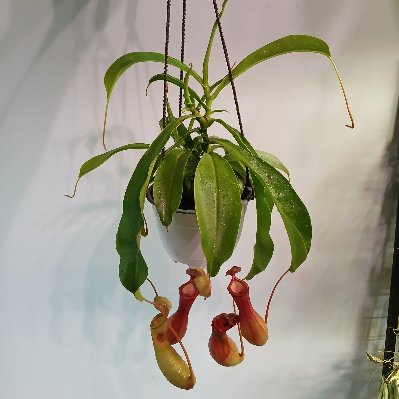 Pitcher Plant