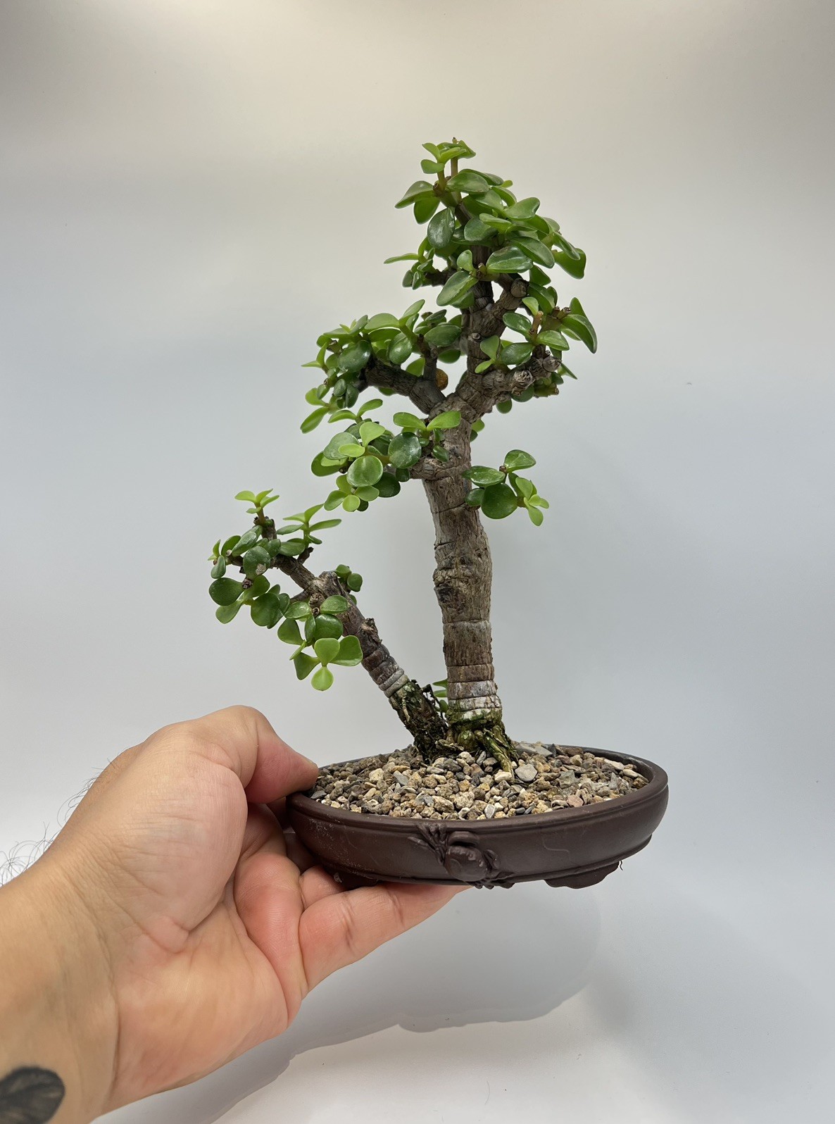 Two tree Dwarf Jade bonsai group – Portulacaria Afra old tree in Yixing crab pot