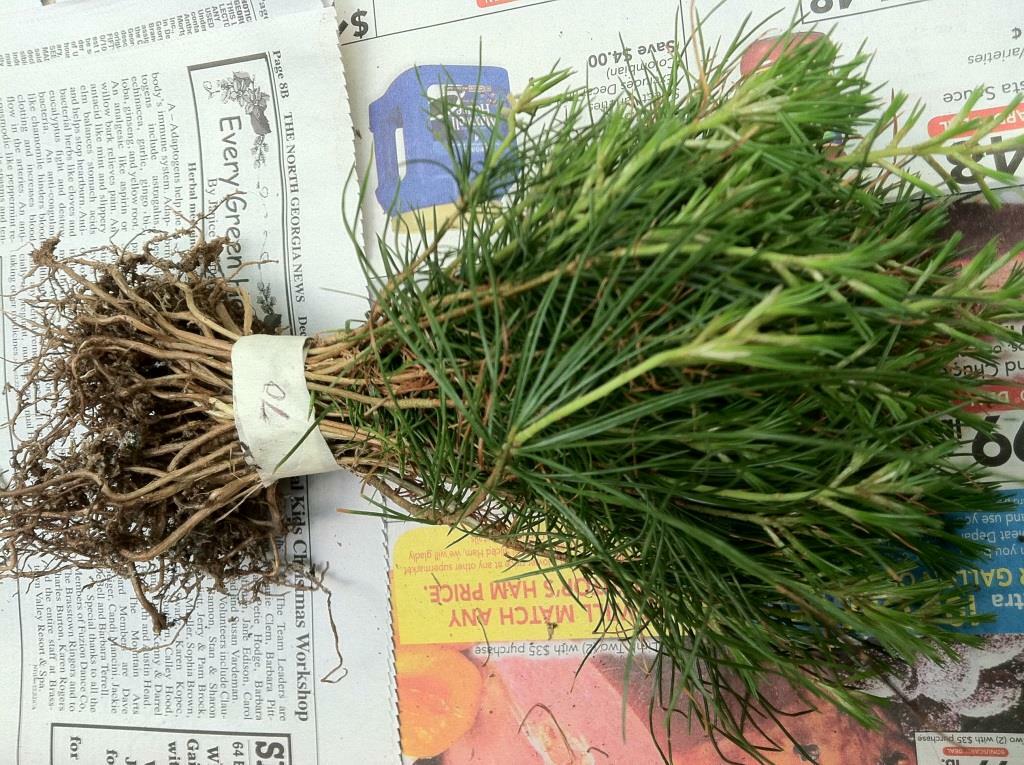 White Pine seedlings Qty 20 Naturally sprouted, Rooted Starters , 4″ to 6″ inch