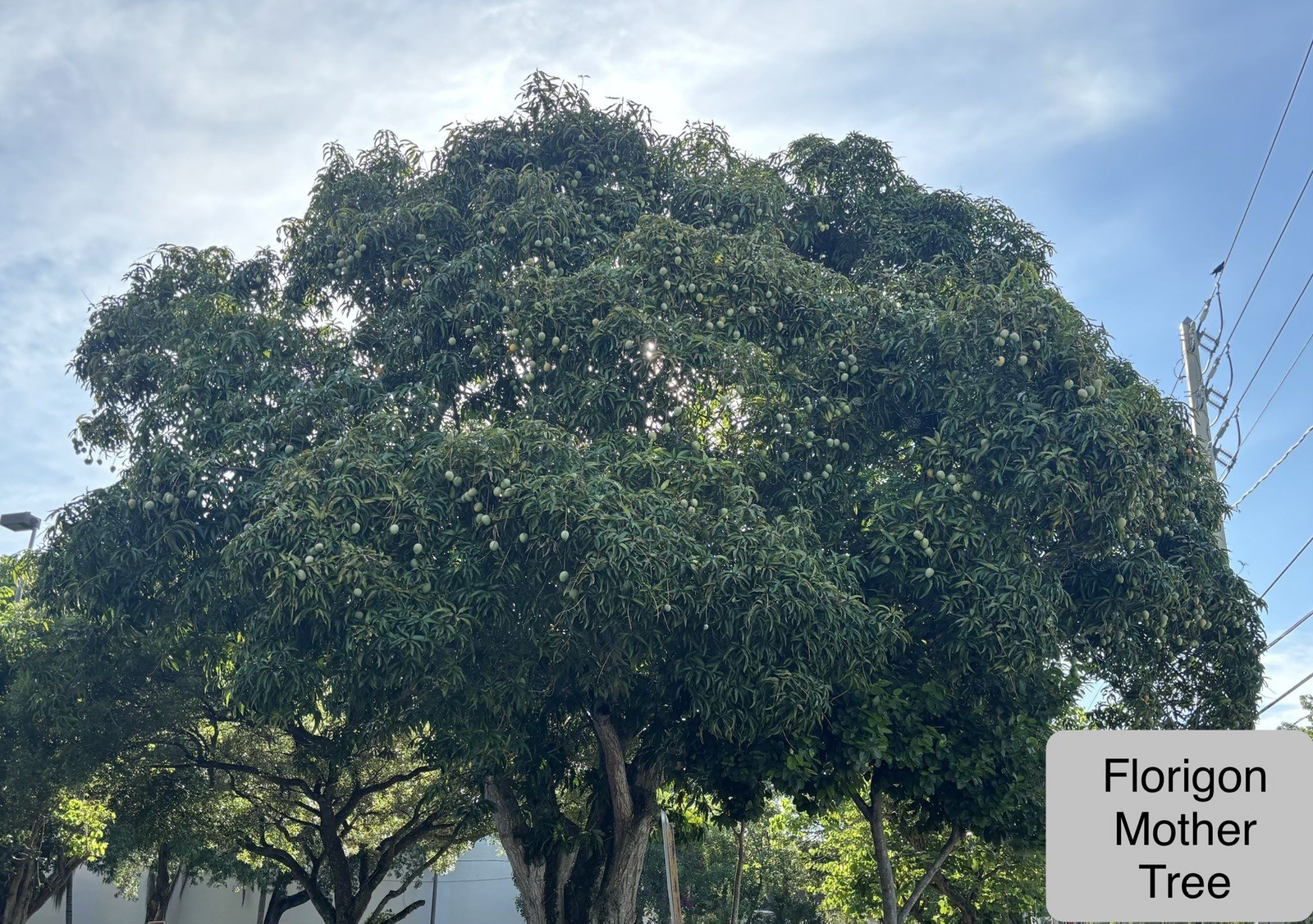 2 Yrs To Fruit Mango Tree Clone Polyembryonic 4 Seeds NO GRAFTED NEEDED