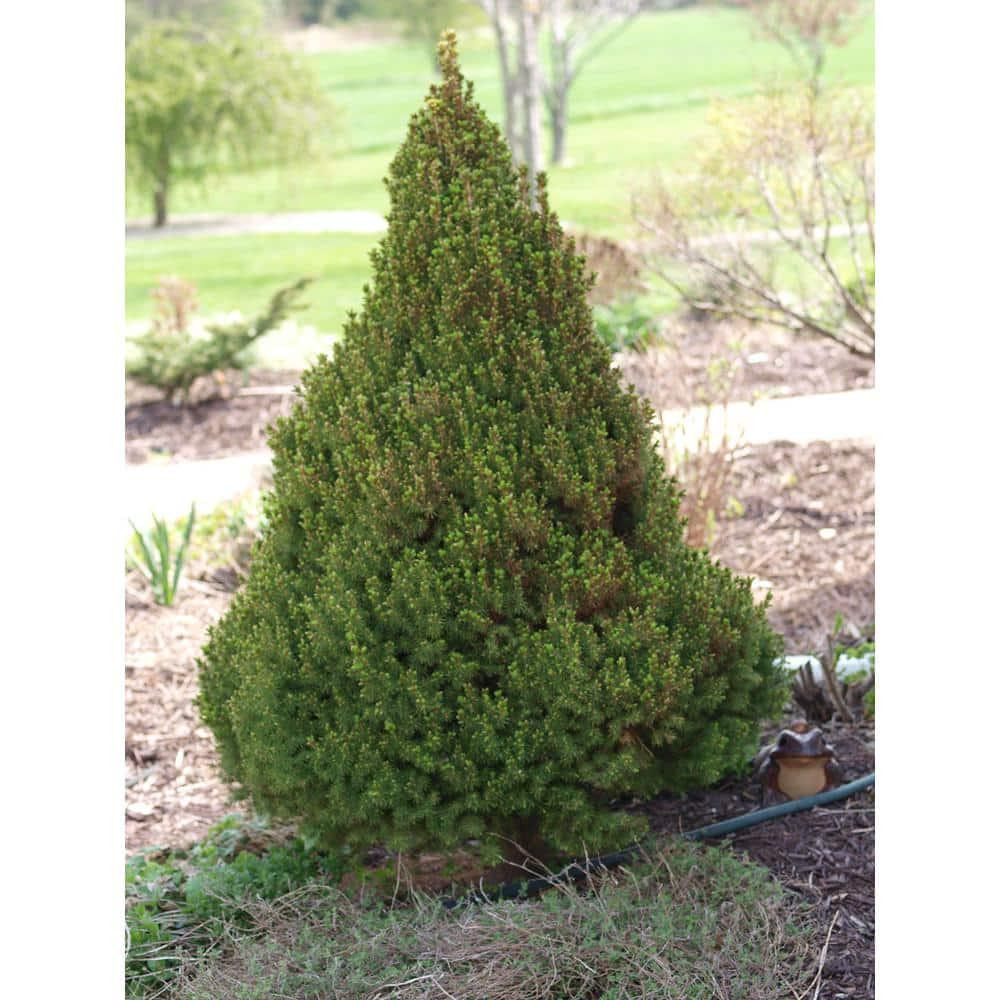 1 Gal. Dwarf Alberta Spruce Shrub Aromatic and Soft Evergreen Foliage NEW